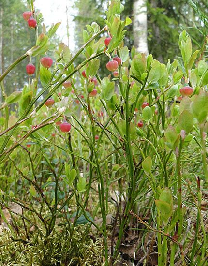 Blaubeeren
