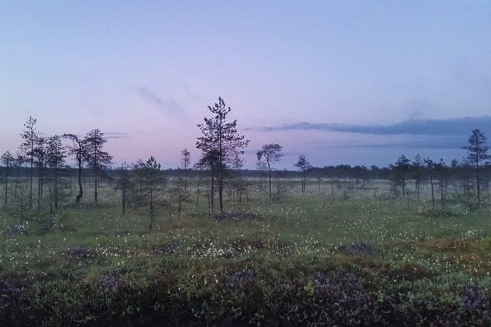 Blick über die Wiese von Markus Mörsky